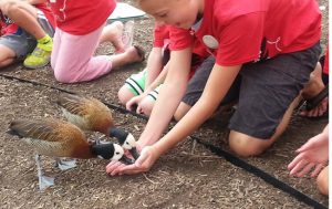feeding ducks at promontory